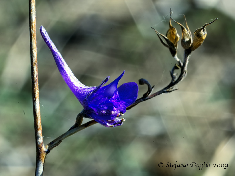 Delphinium obcordatum